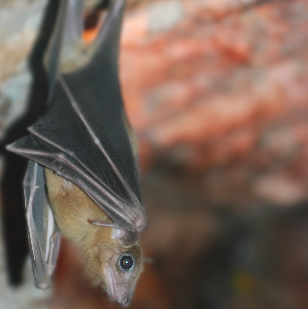 bats in chimney, angleton tx