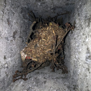 nest in the chimney, houston tx